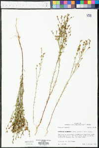 Hypericum drummondii image