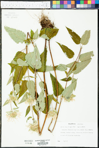 Monarda fistulosa var. mollis image