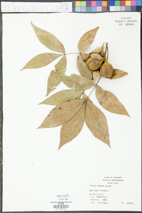 Carya texana image