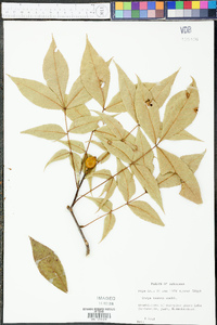 Carya texana image