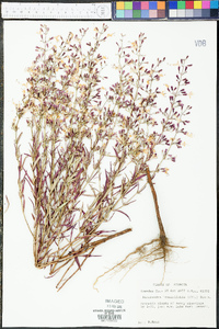 Dicerandra linearifolia image