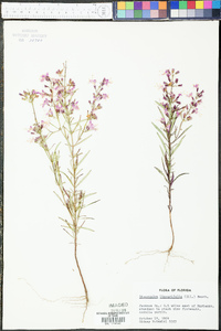 Dicerandra linearifolia image