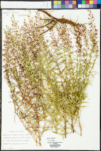 Dicerandra linearifolia image