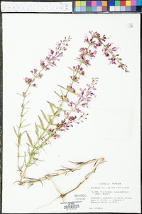 Dicerandra linearifolia image