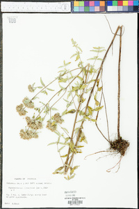 Pycnanthemum flexuosum image