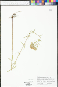 Pycnanthemum flexuosum image