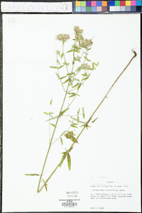 Pycnanthemum flexuosum image