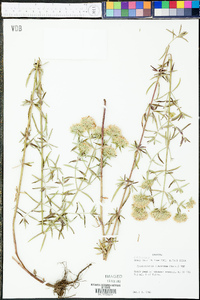 Pycnanthemum flexuosum image