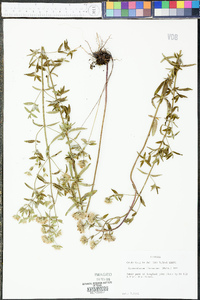 Pycnanthemum flexuosum image