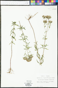 Pycnanthemum flexuosum image