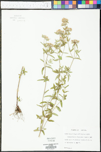 Pycnanthemum flexuosum image