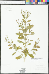 Trichostema dichotomum image