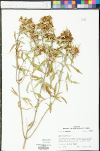 Monarda punctata image