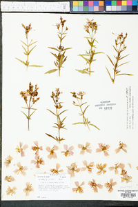 Rhexia mariana var. mariana image