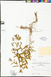 Rhexia mariana var. mariana image