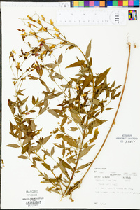 Rhexia nashii image