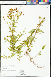 Rhexia nashii image