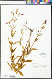 Rhexia nashii image