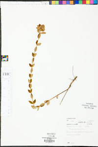 Rhexia petiolata image