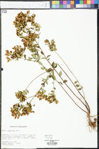 Rhexia petiolata image