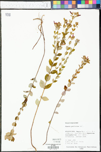 Rhexia petiolata image