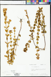 Rhexia petiolata image