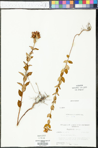 Rhexia petiolata image