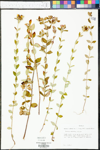 Rhexia petiolata image