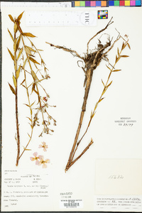 Rhexia virginica var. purshii image