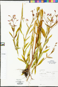 Rhexia virginica var. purshii image