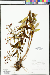 Rhexia virginica var. purshii image