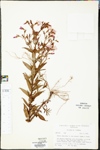 Rhexia virginica var. purshii image