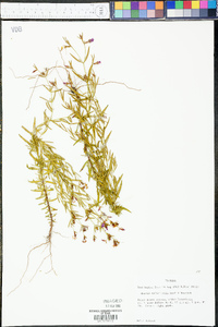 Rhexia salicifolia image