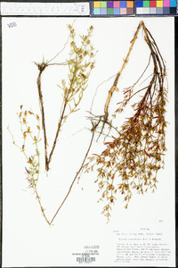 Rhexia salicifolia image