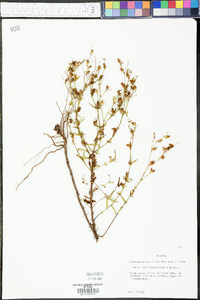 Rhexia salicifolia image