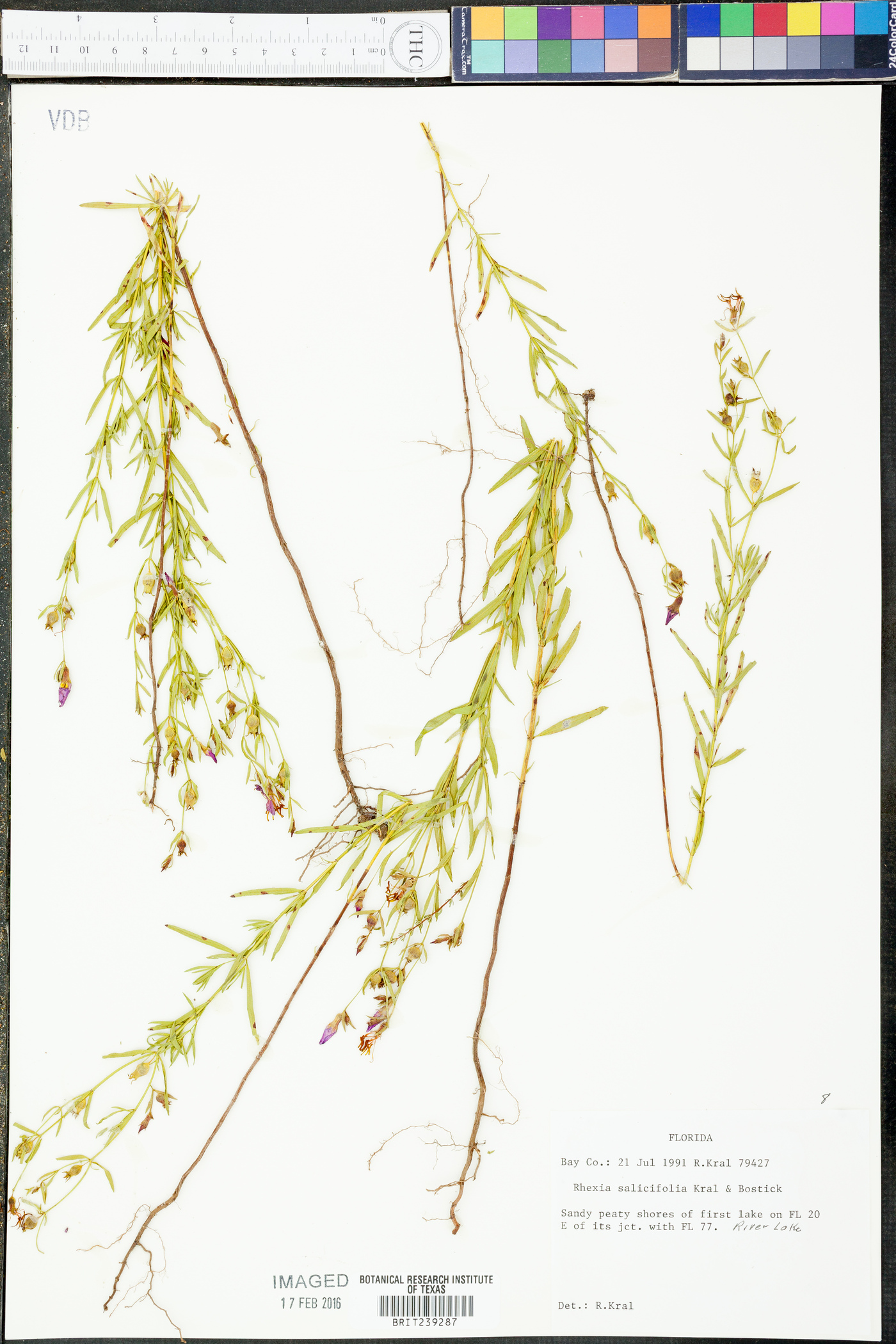 Rhexia salicifolia image