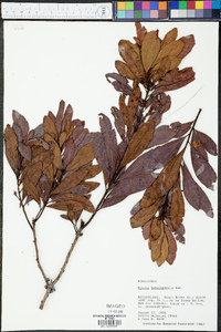 Myrica caroliniensis image