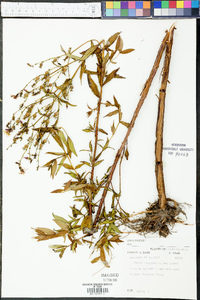 Rhexia virginica var. purshii image