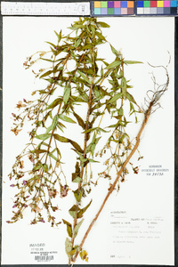 Rhexia virginica image