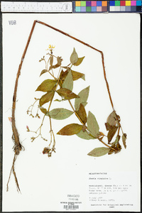 Rhexia virginica image