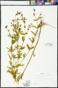 Rhexia virginica image