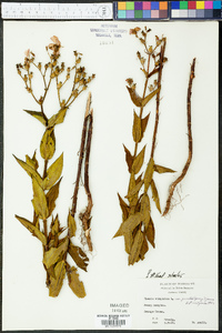 Rhexia virginica var. purshii image