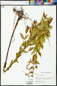 Rhexia virginica image