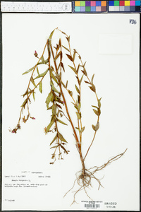 Rhexia virginica image