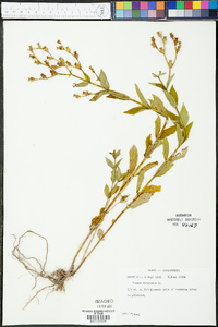 Rhexia virginica image