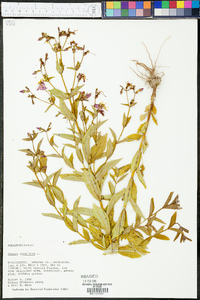 Rhexia virginica image