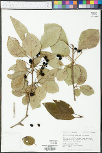 Nyssa sylvatica var. sylvatica image