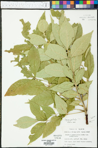 Fraxinus profunda image