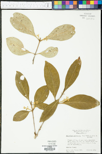 Osmanthus americanus image