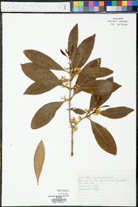 Osmanthus americana image